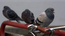 Imagen de Video: así se ven las palomas «zombies» que aterran a Europa