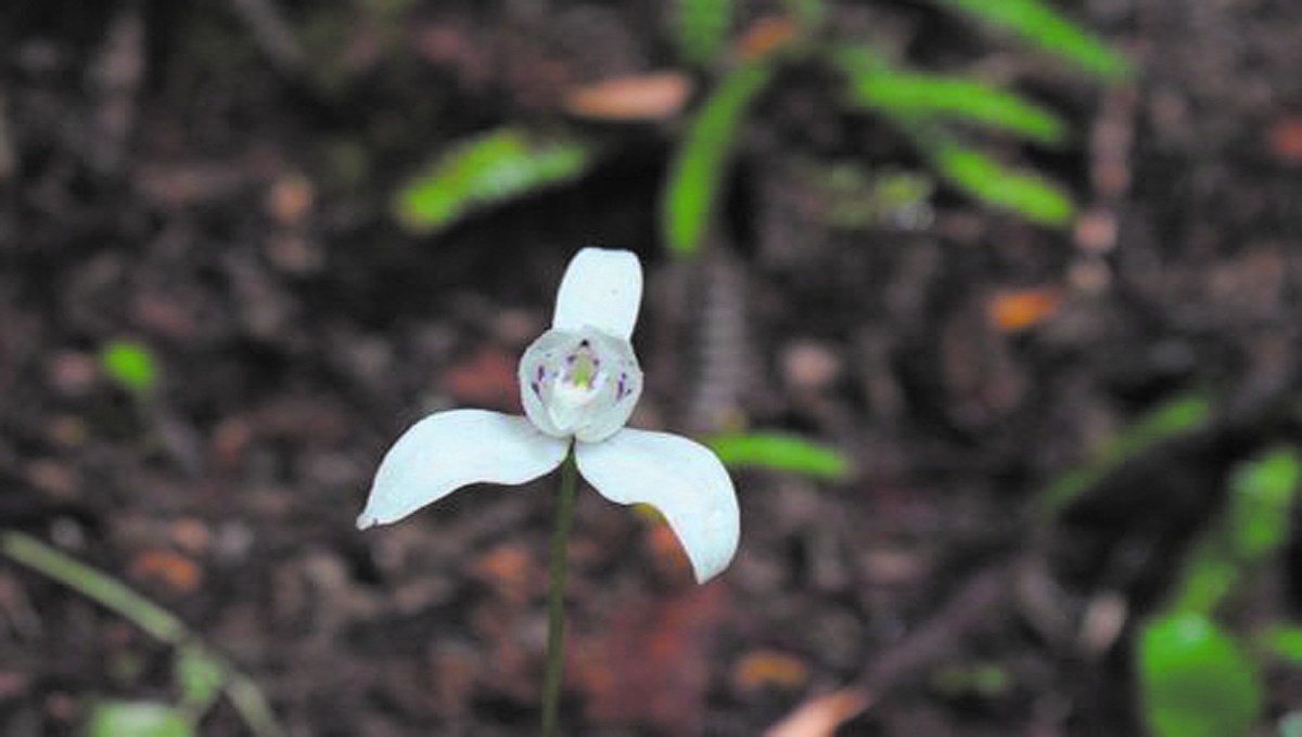 Plantas autóctonas: la patagónica orquídea ”palomita”