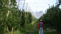 Imagen de Sólo 8 de cada 100 hectáreas de frutales tienen malla antigranizo en Río Negro y Neuquén