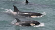 Imagen de Buscaba a las orcas en Caleta Valdés y mirá qué belleza las fotos que tomó desde el mirador