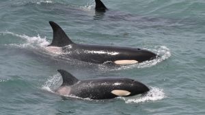 Buscaba a las orcas en Caleta Valdés y mirá qué belleza las fotos que tomó desde el mirador