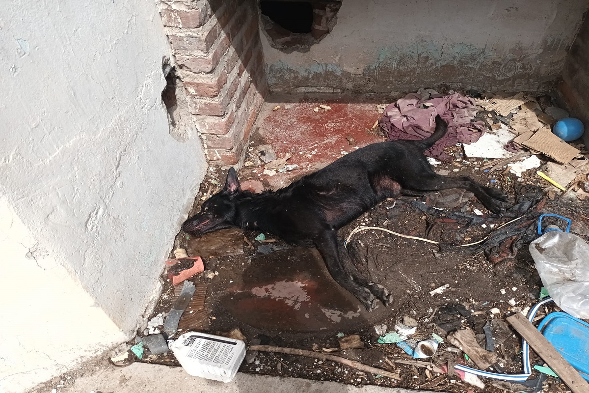 El perro se encontraba en el patio trasero de una casa abandonada. foto:gentileza 