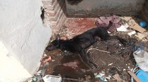 Imagen de Rescató de la muerte a un perro abandonado en una casa y pide colaboración en Neuquén