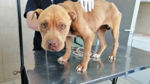 Imagen de Rescataron a una pitbull que estaba en malas condiciones y la darán en adopción, en Centenario