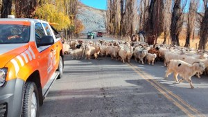 Arranca la trashumancia: qué hacer si te encontrás a un criancero con sus animales