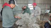 Imagen de Récord: pequeños productores caprinos venden el kilo de mohair a U$s 21,75