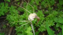 Imagen de Plantas autóctonas: la rarísima flor de la araña