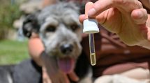 Imagen de Abren el primer consultorio veterinario especializado en el uso de cannabis en Neuquén