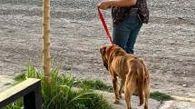 Imagen de Rescataron a dos perros que sufrían maltrato animal en Fernández Oro