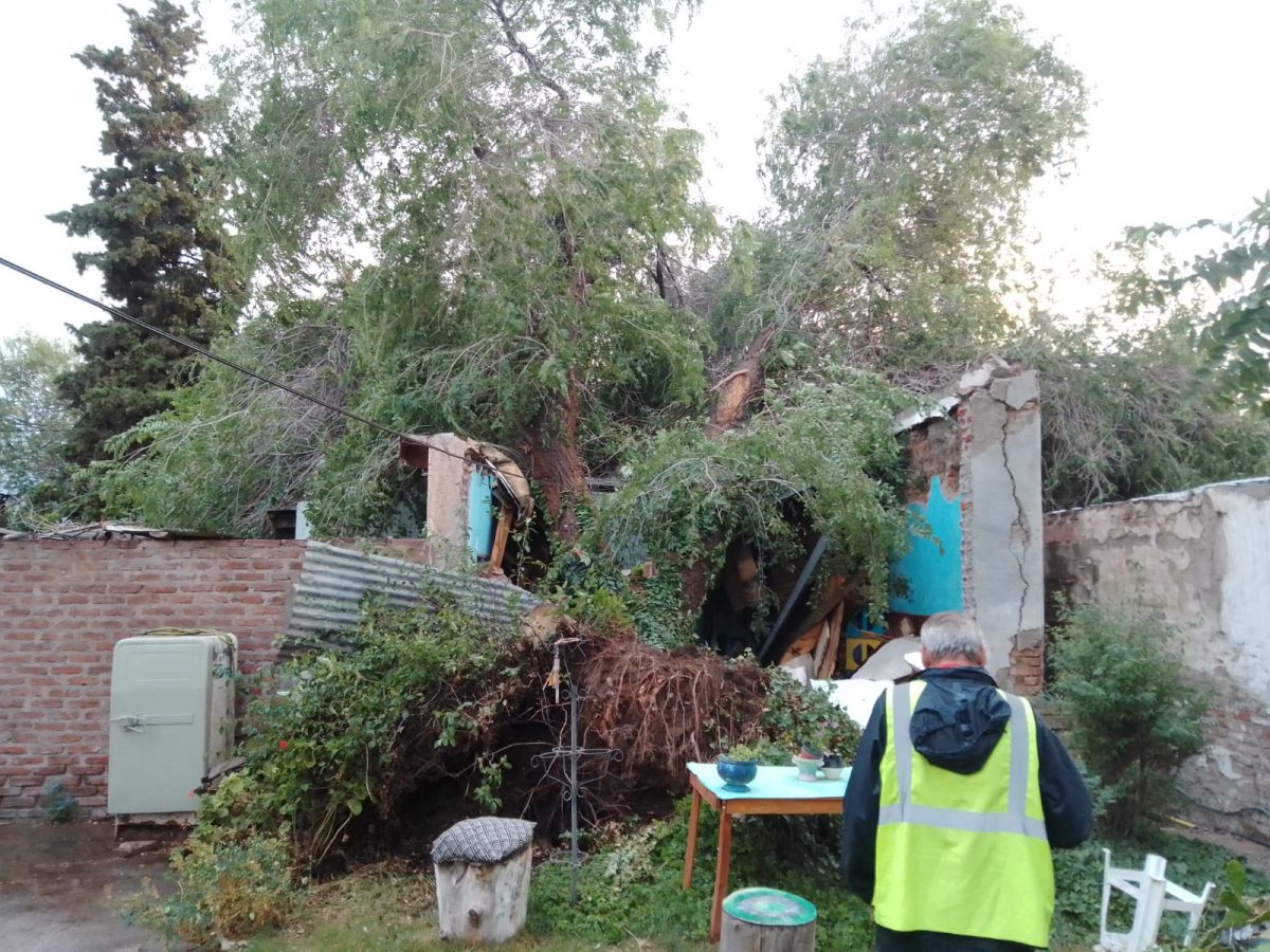 El árbol destruyó las dos habitaciones y un baño de la vivienda. Foto: Gentileza