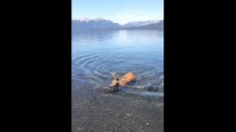 Imagen de Un ciervo cruzó nadando el lago Correntoso y regaló una escena inolvidable