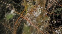 Imagen de Plantas autóctonas: Cuscuta, la “planta vampiro”