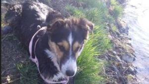 Maltrato animal: Identificaron al hombre que asesinó a una perra en Junín de los Andes