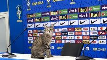 Imagen de Mundial Qatar 2022: Por qué aseguran que «la maldición del gato» cayó sobre la Selección de Brasil