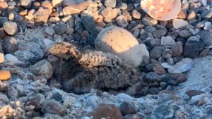 Salió a caminar por la playa en Puerto Madryn, vio los nidos de ostreros por donde pasan las 4×4  y filmó este video