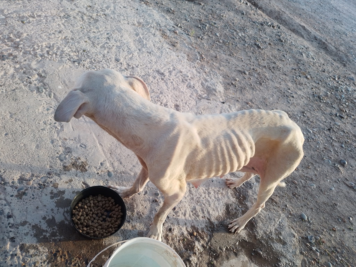 Un vecino rescató una perra y ahora le busca un hogar. Foto: Javier Rios facebook