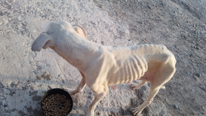 Animales desprotegidos: otro perro fue rescatado del abandono en Centenario