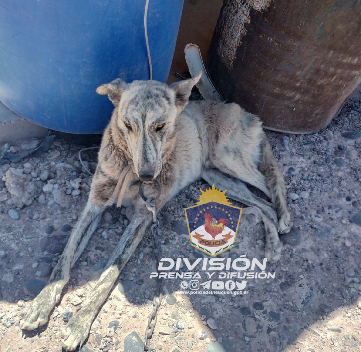 Rescatan a una perra maltratada en Añelo. Foto: Policía de Neuquén 