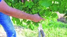 Imagen de Lamento bodeguero en Río Negro: pocos racimos tras las heladas y temor por el vino