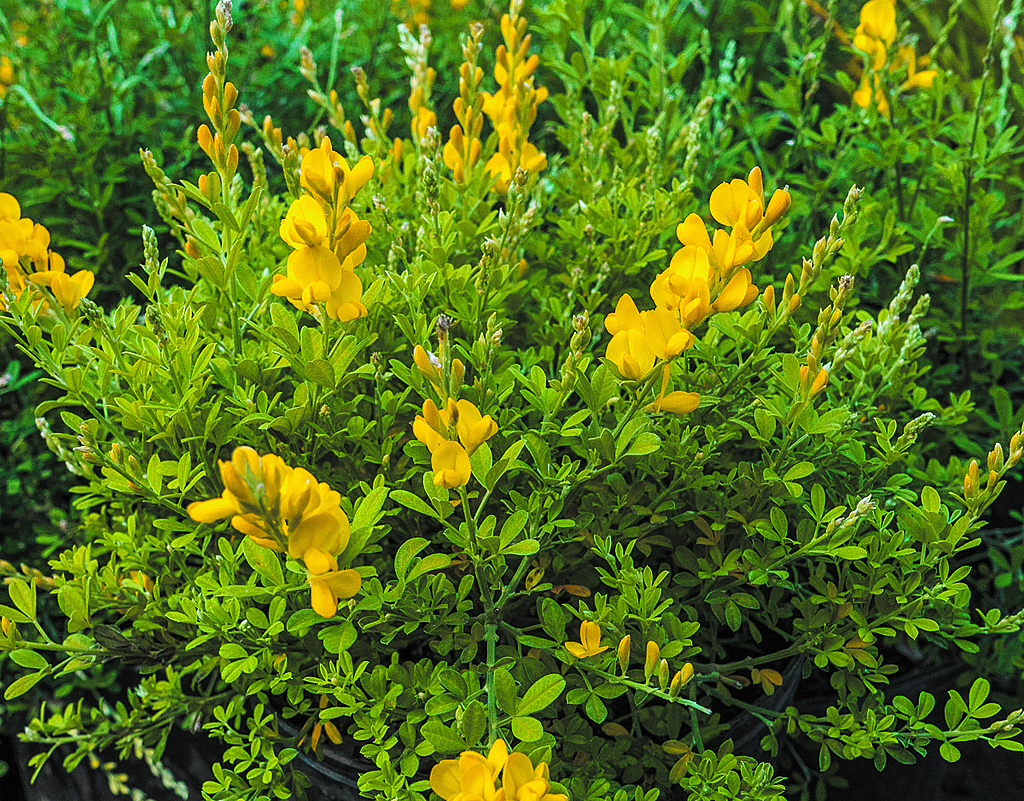 El Amarillo de la Retama: La Flor que Ilumina tu Jardín