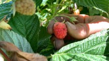 Imagen de Tras los estragos en la fruta fina, los monitoreos son alentadores: ¿qué pasó con la mosca de alas manchadas?