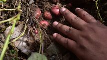 Imagen de Agricultores familiares: guardianes de los recursos genéticos en Patagonia