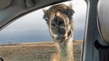 Imagen de «¿Va para Caleta amigo?» El encuentro que le cambió la vida al maestro y fotógrafo que recorre la Patagonia