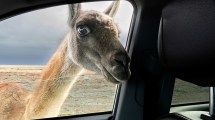 Imagen de «Fue increíble, le hablaba, me miraba, se quedó 10 minutos»: así fue el encuentro del fotógrafo con el guanaco en la ruta 3