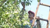 Imagen de Productores de la fruta preocupados por falta de cosechadores en el Alto Valle 