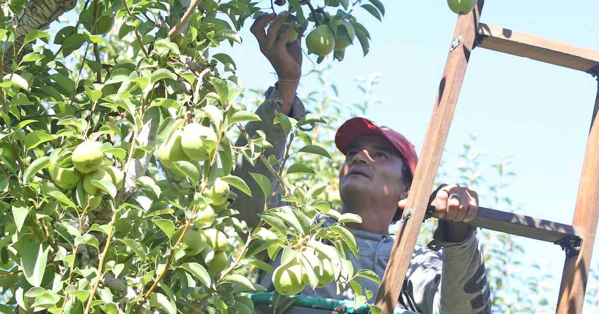 Productores De La Fruta Preocupados Por Falta De Cosechadores En El