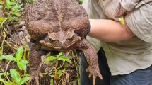 Imagen de Por qué mataron a “Toadzilla”, el sapo gigante de Australia