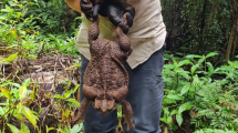 Imagen de Así es “Toadzilla”, el sapo gigante que es una amenaza para la fauna de Australia