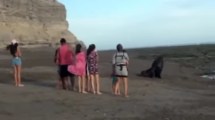 Imagen de En La Lobería un grupo de personas molestó a un lobo que salió a descansar a la playa