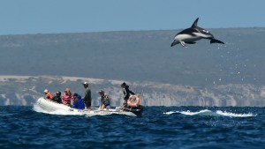 Se embarcó en Puerto Madryn para fotografiar saltos de delfines, pero no imaginó esto…