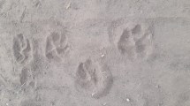 Imagen de Las fotos que prueban que el puma está en parte del paseo costero de Neuquén 