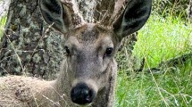 Imagen de Caminaba en El Chaltén, se acercó un huemul y filmó el video de su vida: «Nunca lo olvidaré»