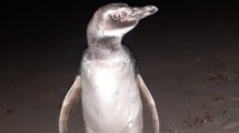 Imagen de Rescatan de madrugada en Las Grutas a un pingüino que casi matan de frío al intentar «salvarlo»