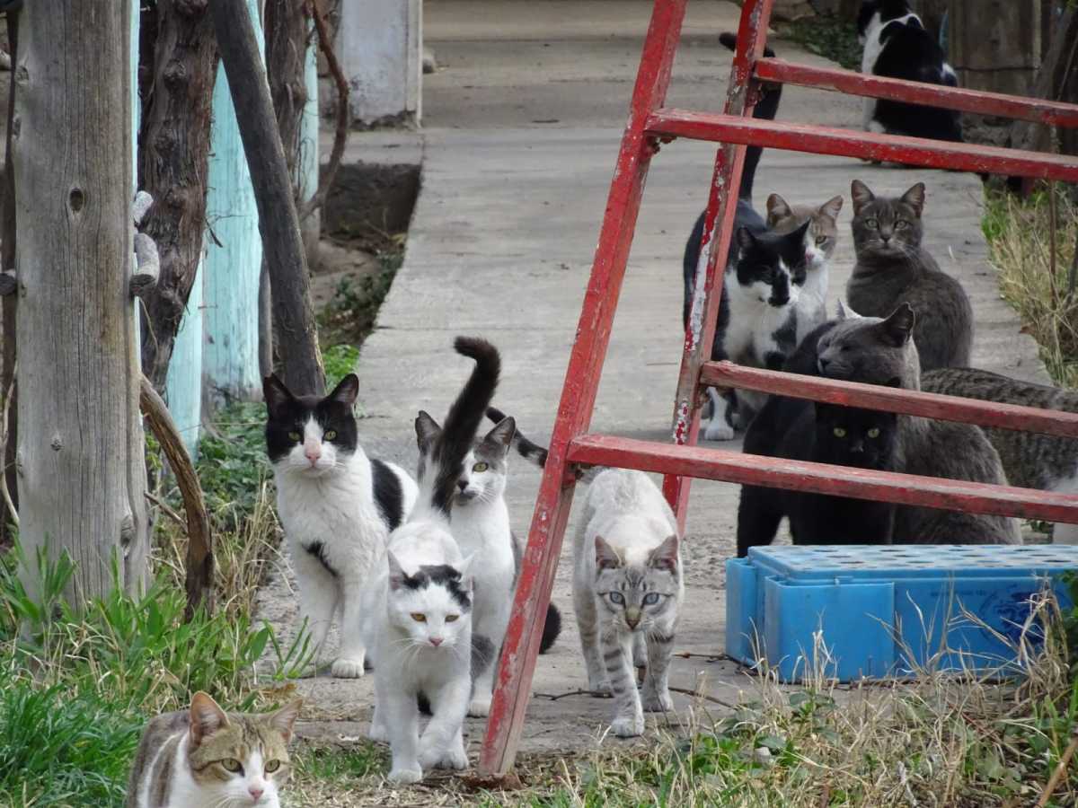 Un vecino llegó a regalar 40 animales que se apostaron en su casa. Foto: gentileza