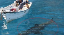 Imagen de Un tiburón blanco enorme decapitó a un buzo en la costa de México