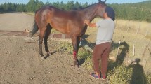 Imagen de Video: un gaucho ayudó a una yegua que estaba herida en el norte neuquino y se indignó