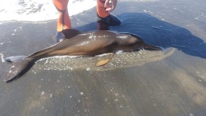 Dramático rescate de un delfín al que tuvieron que masajear una hora para que nade, en Viedma