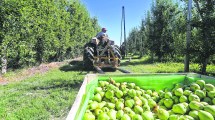 Imagen de Fruticultura: adelantaron la cosecha de pera en Río Negro