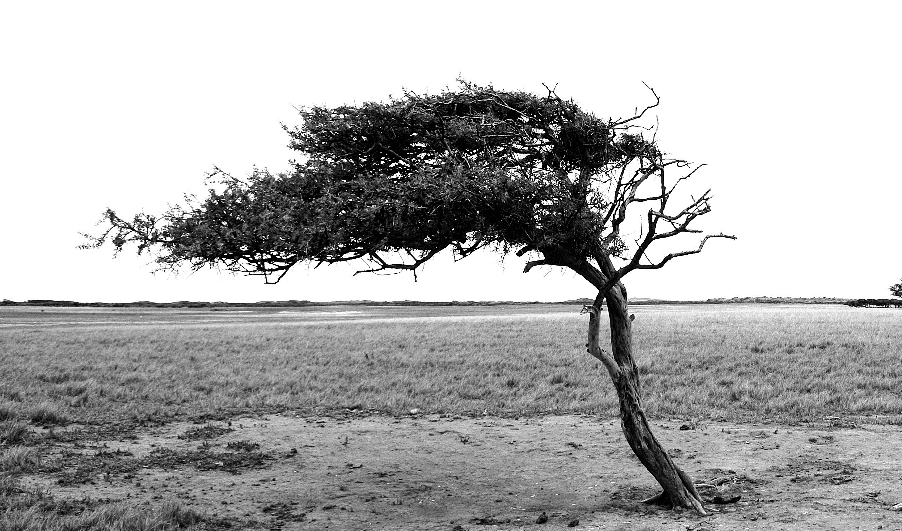 Acá todo nace imposible y germina a base de persistencia. Prospera el árbol que se volvió arbusto, pegándose al suelo. Y en esa transformación encuentran formas caprichosas, que otros definirían únicas, pero ellos saben que son supervivencia.