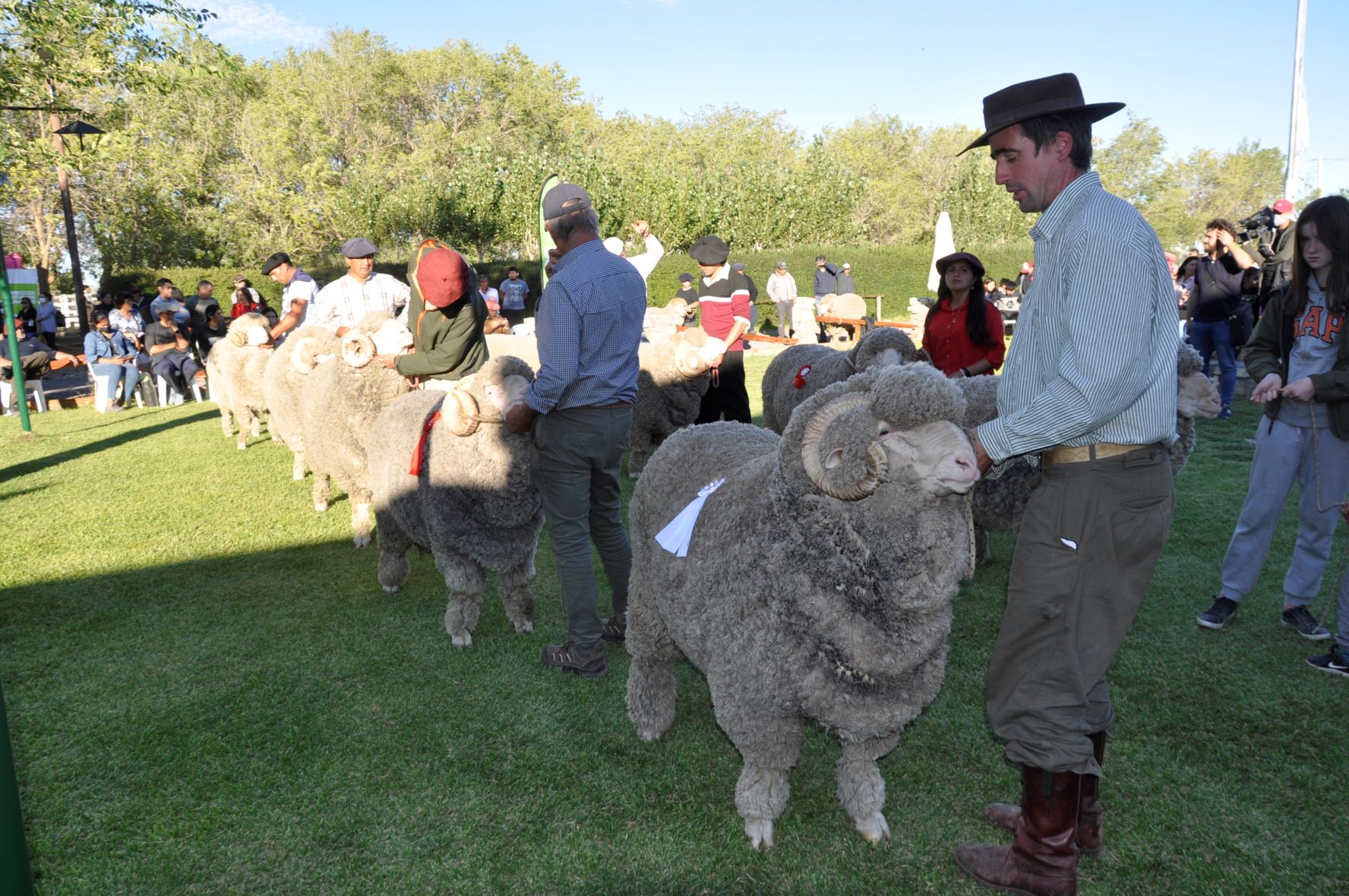 Productores ovinos mostrarán los avances en materia genética en la raza merino, en la Exposición de Maquinchao. Foto: Archivo.