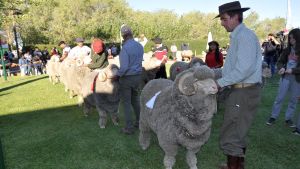 Productores ovinos esperan con gran optimismo la Expo Ganadera de Maquinchao