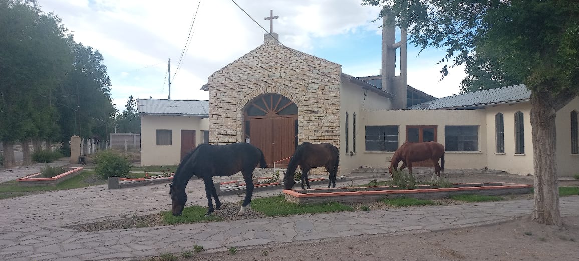 Con gran frecuencia los caballos se instalan en parques y jardines de Jacobacci a comer pasto. Foto: José Mellado