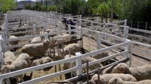 Imagen de Con el ingreso de los primeros animales comenzó la XIII Exposición Ganadera de la Región Sur