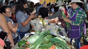 Exitosa producción de verduras y hortalizas en la Región Sur