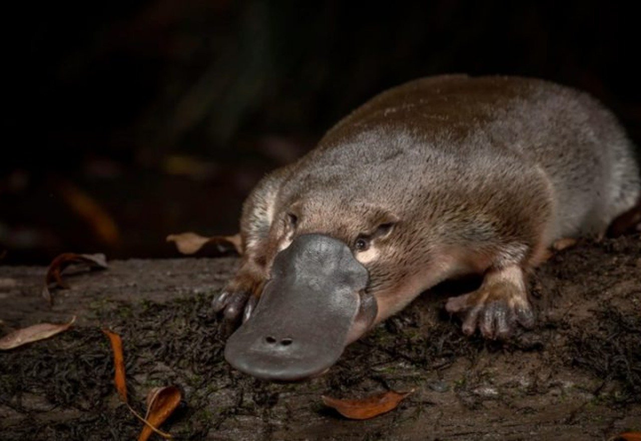 El ornitorrinco patagónico habría compartido época y suelo con los dinosaurios.