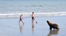 Imagen de Aventuras de un lobo marino en Las Grutas: tomó sol, miró un partido, nadie lo molestó en la playa